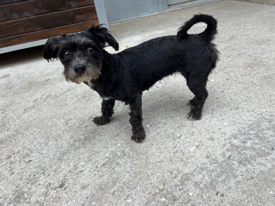 Fundhund Tiffen Fundhund Tiffen
